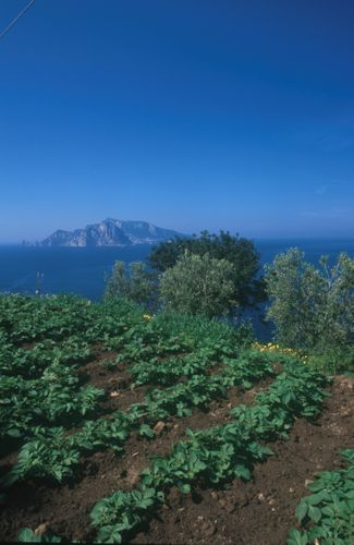 DonAlfonso5