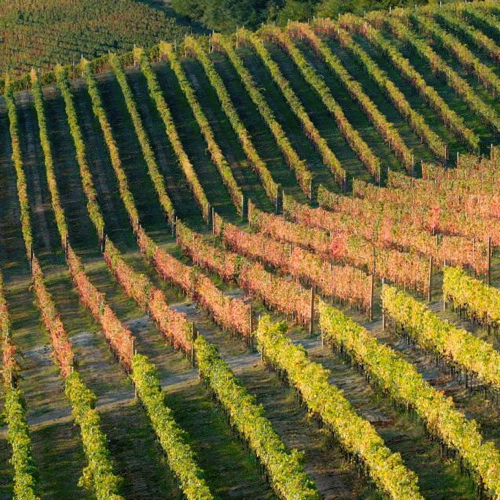 scarpa_winery1