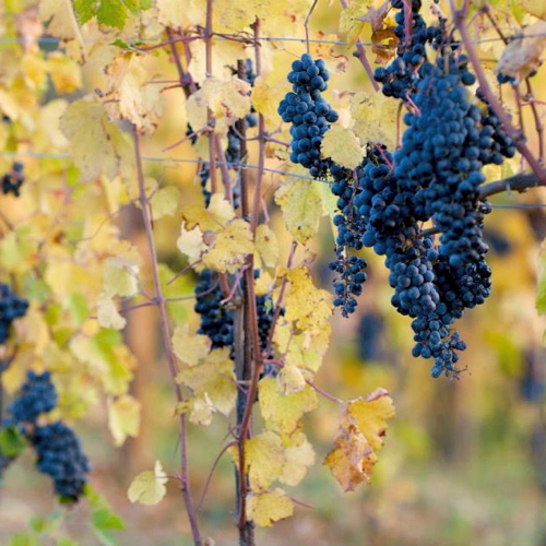 scarpa_winery2