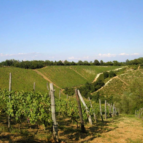 scarpa_winery4