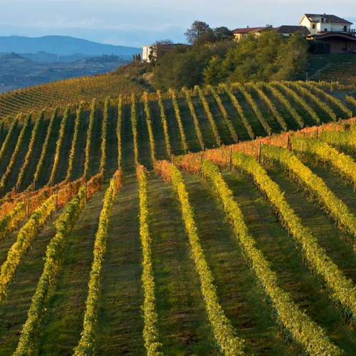 scarpa_winery7